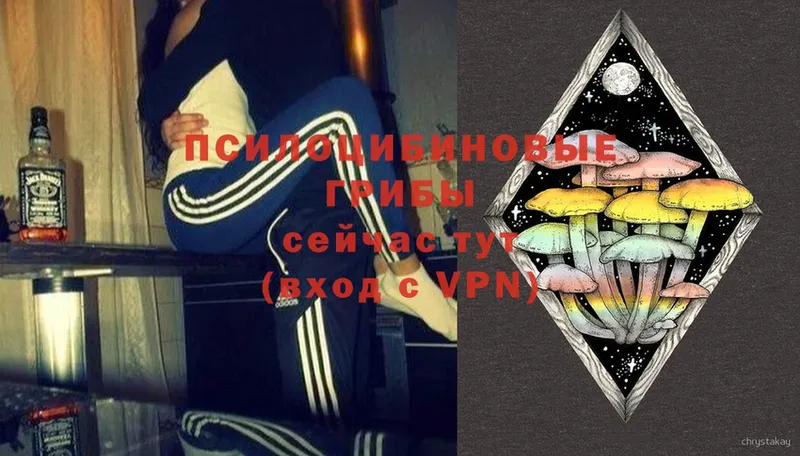 Галлюциногенные грибы Psilocybe  Карачаевск 